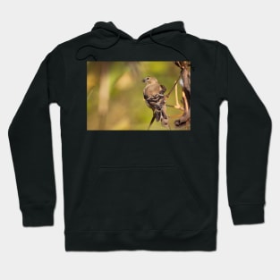 Goldfinch Hoodie